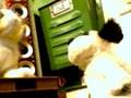 videos de stripes and patches having fun!..avi