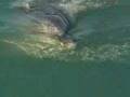 Dolphin saves whales in New Zealand