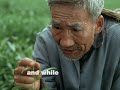 Snapple White Tea - Light But Powerful! Snapple White Tea - Light But Powerful!