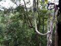 a very shaky ziplining video