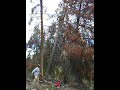 Tree Cutting with Cahinsaw