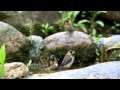Birds taking a splashy bath