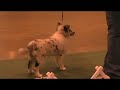 Selkie 11 2 07 Puppy Match