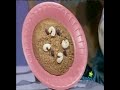Sesame Street - Cookie Monster Paints