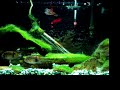 Keyhole cichlids