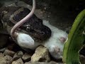 Snake Eating Rat (Graphic but Fun to Watch)