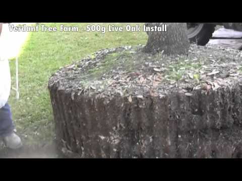how to transplant live oak trees