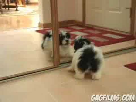 Cane davanti allo specchio Cane davanti allo specchio