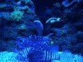 AQUARIUM PALMA_0001.wmv
