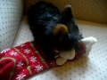Yorkshire Toy (Yan Yan = Excelente) Festejando Navidad