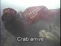 Dungeness Crab in Skagit Bay