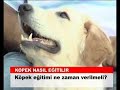 K�pek e?itimi ne zaman verilmeli? forumcampus