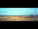 Safari in Zambia South Luangwa National Park in 1980; sorry, only a slideshow, but with great music of the time.