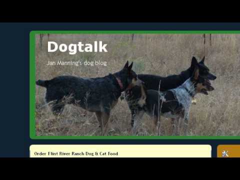 how to collect a urine sample from a dog