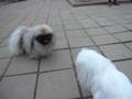 Pekingese