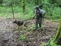 Sch�ferhunde Schutzdienst
