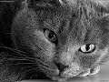 ThunderClan Warriors! ThunderClan Warriors!