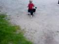 videos de alfie falls with dog
