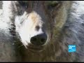 reportages : chaque jour, laetitia becker, une jeune fran�aise de 25 ans, passe six � huit heures avec sept loups dont elle �tudie le comportement dans une for�t perdue, � 500 km au nord-est de moscou.