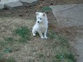 american-eskimo-puppies-week-9-9.html