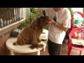 Ver Video