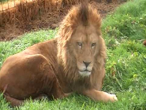 MALE LION YAWN
