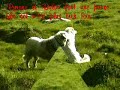 Transhumance 2007