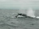 Baleines