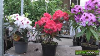 #1102 Starke Farben mit INKARHO Rhododendron 