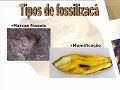 Os Fósseis
