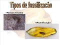 Os Fósseis