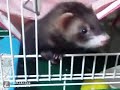Click here to watch this video フェレット はあなちゃん、今から遊ぶ。
