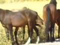 WILD HORSES! WILD WOMEN! AND WILD TRUCKS!!!!