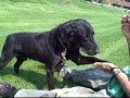 OPIE 5792453 Humane Society Colorado Adopt