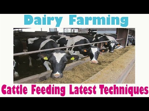 how to dairy farming in india