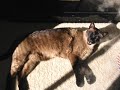 IAMS AND MY KITTY CAT