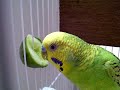 TheBudgieBirds - My budgie loves Cucumber