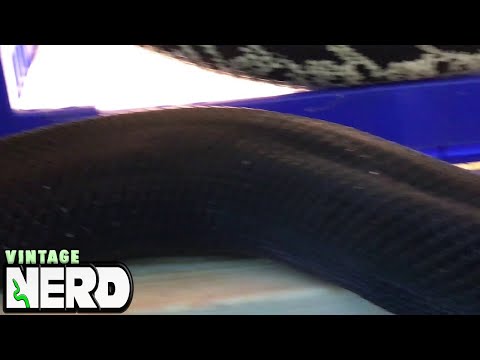 YouTube reptile video