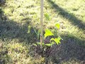 tree planting challenge 5 tree planting challenge 5