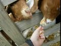 Feeding the goats Feeding the goats