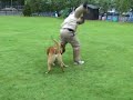 Buck 13mths A\