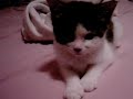 My kitten falling asleep My kitten falling asleep
