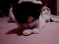 Sleepy Kitten 9, Cute things falling asleep, Sleepy Cat, Cute Animal, Funny Animals
