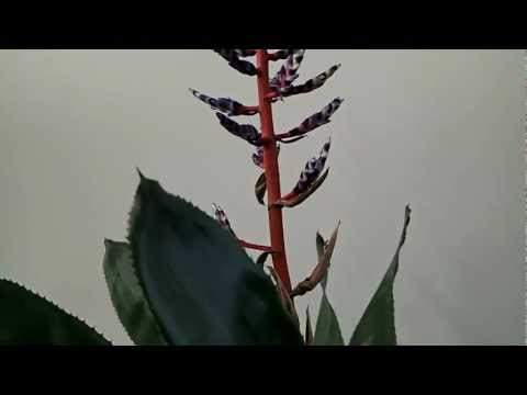 how to care for aechmea
