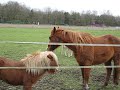 La fauna en la ruta a Poppel
