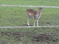 La fauna en la ruta a Poppel