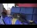 videos de Fridolin Werner auf der Couch