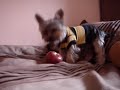 Rocky Eating apple Rocky Eating apple