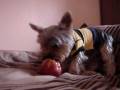 videos de Rocky Eating apple
