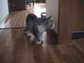 猫　のぞき　覗き　盗撮　hidden cam peeping